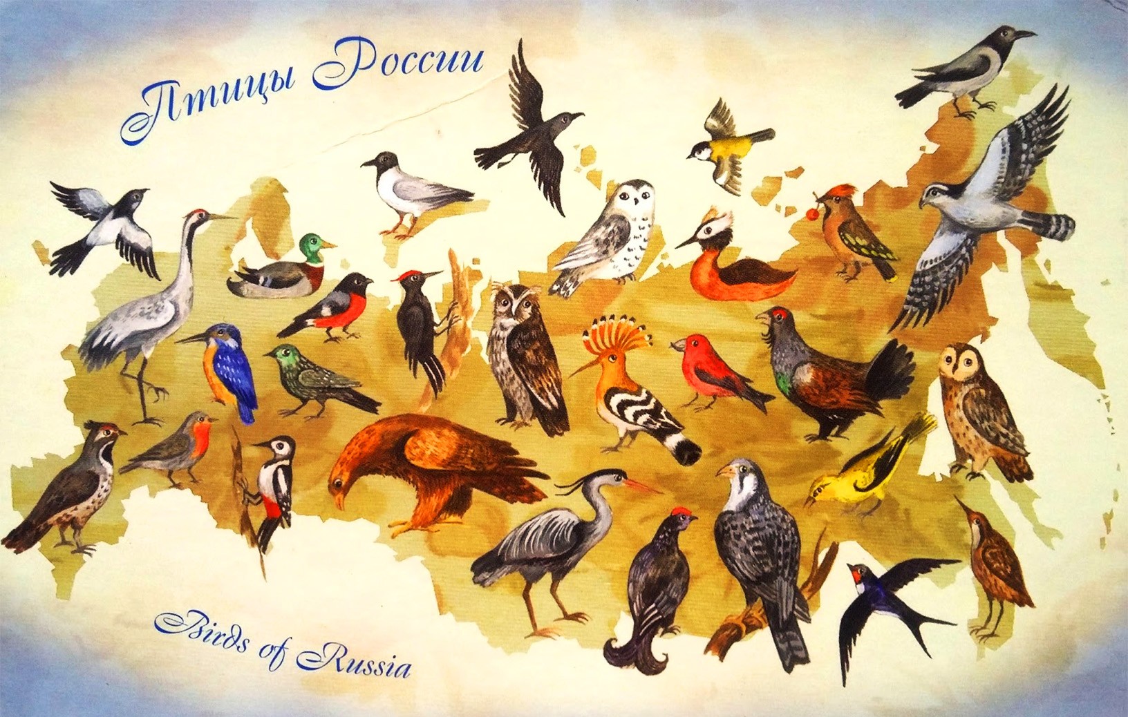 Птицы обитающие в россии - 97 фото